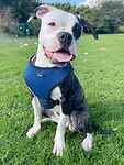 For rescue at Last Chance, Kent near Sussex, Surrey and London - ask for Chloe