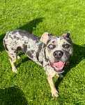 For rescue at Last Chance, Kent near Sussex, Surrey and London - ask for Flo