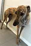 For rescue at Last Chance, Kent near Sussex, Surrey and London - ask for Ace