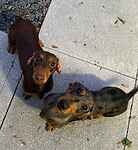 Evie & Bailey