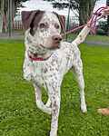 For rescue at Last Chance, Kent near Sussex, Surrey and London - ask for Reggie