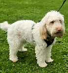 For rescue at Last Chance, Kent near Sussex, Surrey and London - ask for Bonnie