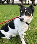 For rescue at Last Chance, Kent near Sussex, Surrey and London - ask for Gizmo