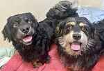 For rescue at Last Chance, Kent near Sussex, Surrey and London - ask for Teddy & Chester