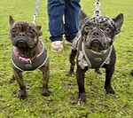 For rescue at Last Chance, Kent near Sussex, Surrey and London - ask for Axel and Minnie