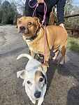 For rescue at Last Chance, Kent near Sussex, Surrey and London - ask for Buddy and Poppy