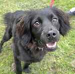 For rescue at Last Chance, Kent near Sussex, Surrey and London - ask for Zina
