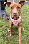 For rescue at Last Chance, Kent near Sussex, Surrey and London - ask for Bonnie Bounce