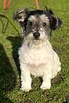 For rescue at Last Chance, Kent near Sussex, Surrey and London - ask for Little Mo