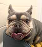 For rescue at Last Chance, Kent near Sussex, Surrey and London - ask for Princess