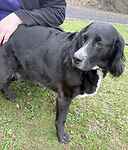 For rescue at Last Chance, Kent near Sussex, Surrey and London - ask for Archie