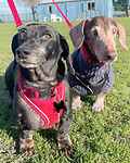 For rescue at Last Chance, Kent near Sussex, Surrey and London - ask for Freddie & Frankie