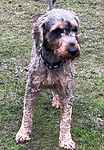 For rescue at Last Chance, Kent near Sussex, Surrey and London - ask for Bruno
