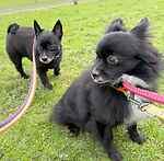 For rescue at Last Chance, Kent near Sussex, Surrey and London - ask for Winnie and Willow
