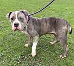 For rescue at Last Chance, Kent near Sussex, Surrey and London - ask for Sadie