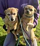 For rescue at Last Chance, Kent near Sussex, Surrey and London - ask for Cheeks and Little Cheeks