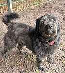 For rescue at Last Chance, Kent near Sussex, Surrey and London - ask for Melwood