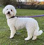 For rescue at Last Chance, Kent near Sussex, Surrey and London - ask for Sunshine