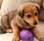 For rescue at Last Chance, Kent near Sussex, Surrey and London - ask for Lottie