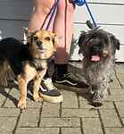 For rescue at Last Chance, Kent near Sussex, Surrey and London - ask for Buba & Rocky