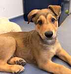 For rescue at Last Chance, Kent near Sussex, Surrey and London - ask for Barney