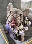 For rescue at Last Chance, Kent near Sussex, Surrey and London - ask for Duchess