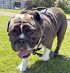 For rescue at Last Chance, Kent near Sussex, Surrey and London - ask for Winnie