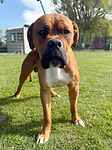 For rescue at Last Chance, Kent near Sussex, Surrey and London - ask for Monty