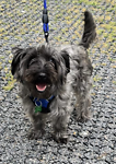 For rescue at Last Chance, Kent near Sussex, Surrey and London - ask for Bubba