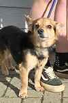 For rescue at Last Chance, Kent near Sussex, Surrey and London - ask for Rocky