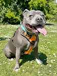 For rescue at Last Chance, Kent near Sussex, Surrey and London - ask for John