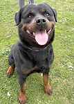For rescue at Last Chance, Kent near Sussex, Surrey and London - ask for Boss