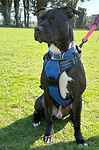 For rescue at Last Chance, Kent near Sussex, Surrey and London - ask for Django