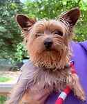 For rescue at Last Chance, Kent near Sussex, Surrey and London - ask for Vinnie