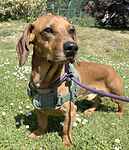 For rescue at Last Chance, Kent near Sussex, Surrey and London - ask for Alan
