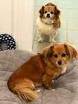 For rescue at Last Chance, Kent near Sussex, Surrey and London - ask for Daisy & Lily