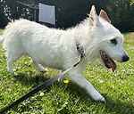 For rescue at Last Chance, Kent near Sussex, Surrey and London - ask for Zeva