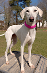 For rescue at Last Chance, Kent near Sussex, Surrey and London - ask for Lady Sadie