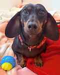 For rescue at Last Chance, Kent near Sussex, Surrey and London - ask for Pearly Whirl - Pearl