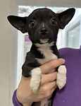 For rescue at Last Chance, Kent near Sussex, Surrey and London - ask for Tequito