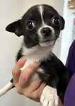 For rescue at Last Chance, Kent near Sussex, Surrey and London - ask for Salsa