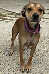 For rescue at Last Chance, Kent near Sussex, Surrey and London - ask for Luna