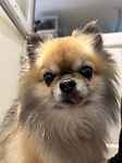 For rescue at Last Chance, Kent near Sussex, Surrey and London - ask for Cheeko & Queenie