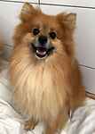 For rescue at Last Chance, Kent near Sussex, Surrey and London - ask for Kiki & Rox