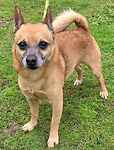 For rescue at Last Chance, Kent near Sussex, Surrey and London - ask for Rambo