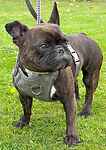 For rescue at Last Chance, Kent near Sussex, Surrey and London - ask for Doris