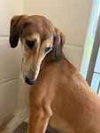 For rescue at Last Chance, Kent near Sussex, Surrey and London - ask for Amber