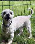For rescue at Last Chance, Kent near Sussex, Surrey and London - ask for Gizmo