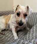 For rescue at Last Chance, Kent near Sussex, Surrey and London - ask for Buddy