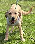 For rescue at Last Chance, Kent near Sussex, Surrey and London - ask for Marley